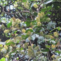 Combretum latifolium Blume